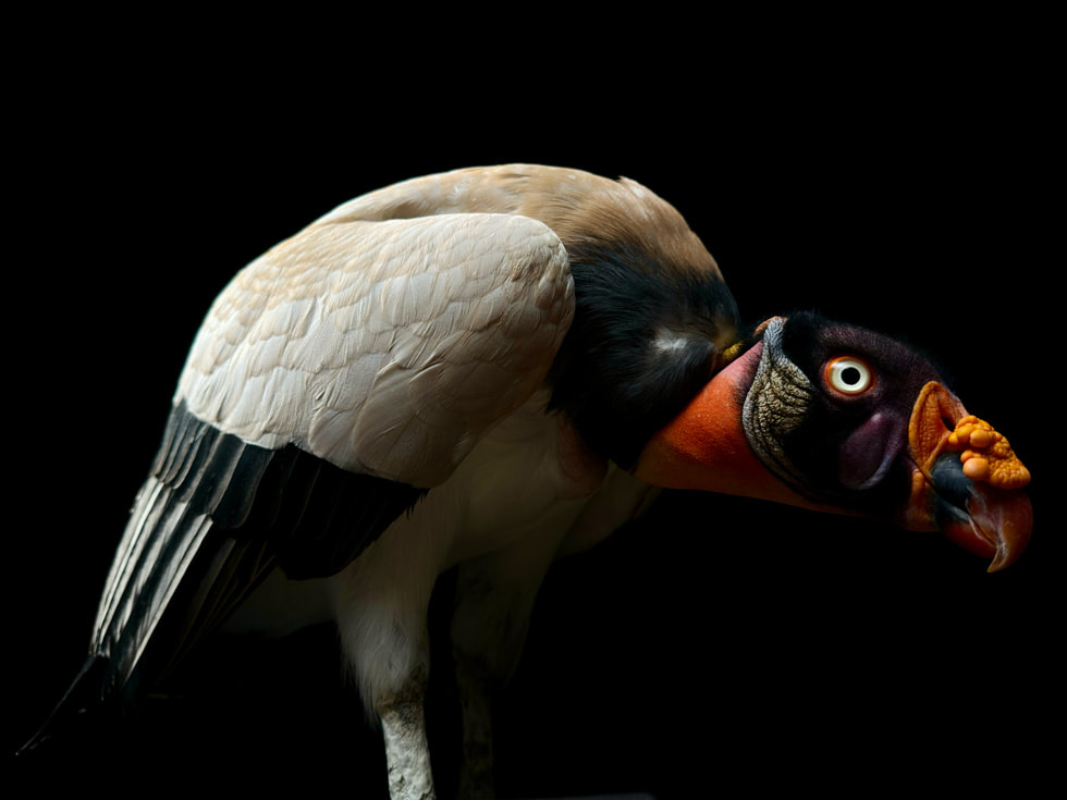 Gedetailleerde close-up van een vogel, gemaakt met iPhone 16 Pro.