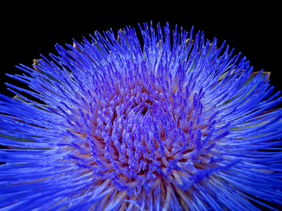 Photo d’une fleur violette, prise avec un iPhone 16 Pro.