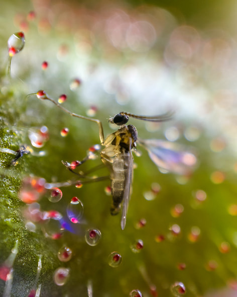 食中植物モウセンゴケの粘液の粒に捕らわれた小さな昆虫のクローズアップ。