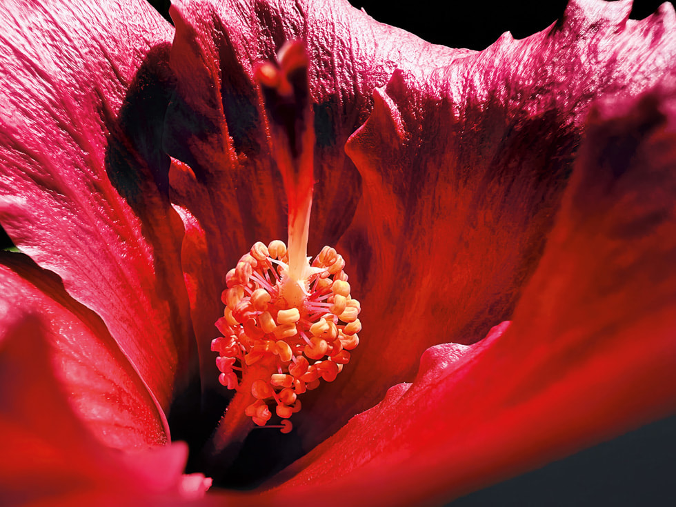 iPhone 13 Pro ile çekilen, Marco Colletta imzalı kazanan makro fotoğraf, parlak kırmızı bir hibiskus çiçeğinin ortasındaki etkileyici gölgeleri gösteriyor.
