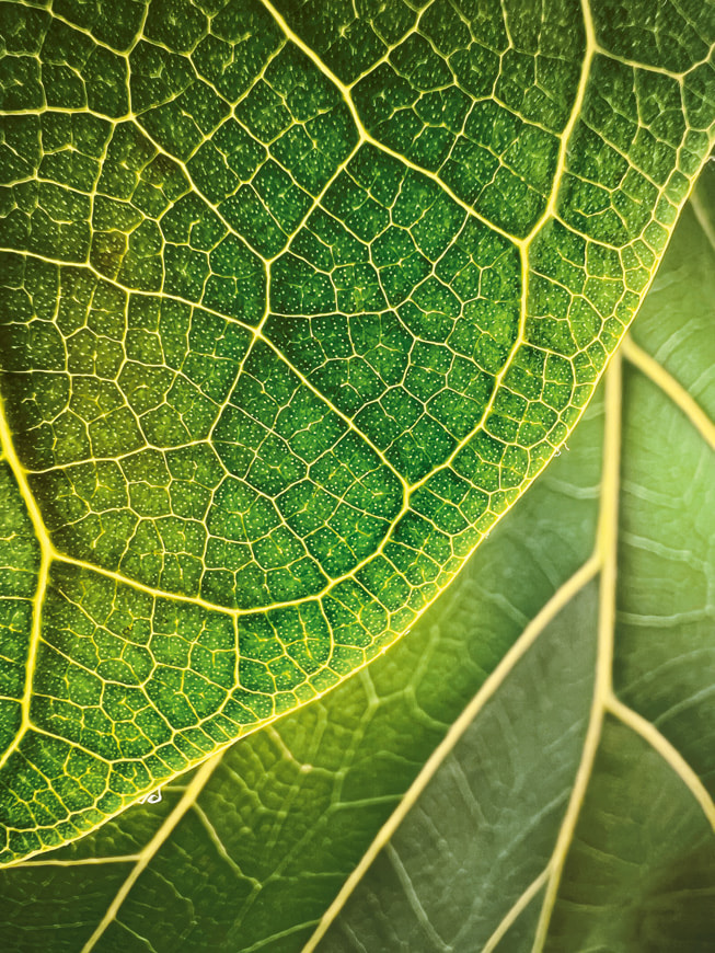 iPhone 13 Pro ile çekilen, Trevor Collins imzalı kazanan makro fotoğraf, keman yapraklı bir kauçuğun yakın çekimde fotoğraflanmış damarlarını gösteriyor. 