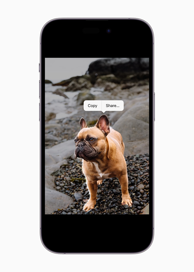 iPhone 14 Pro’da iOS 16’daki Görsel Araştırma Özelliği bir Fransız buldog köpeği gösteriliyor.