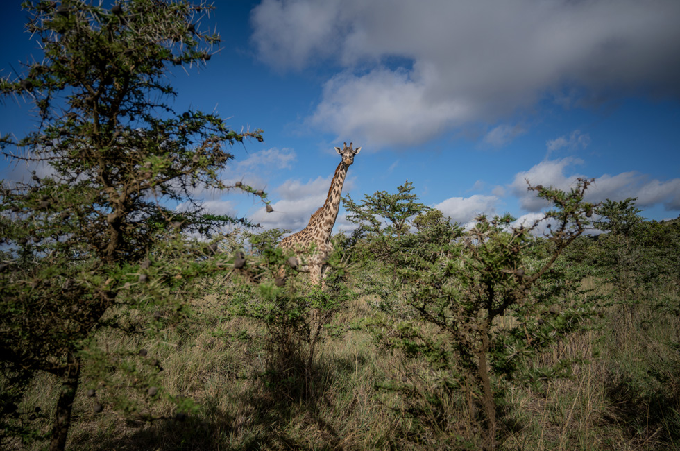 Een giraf op een savanne in Kenia.